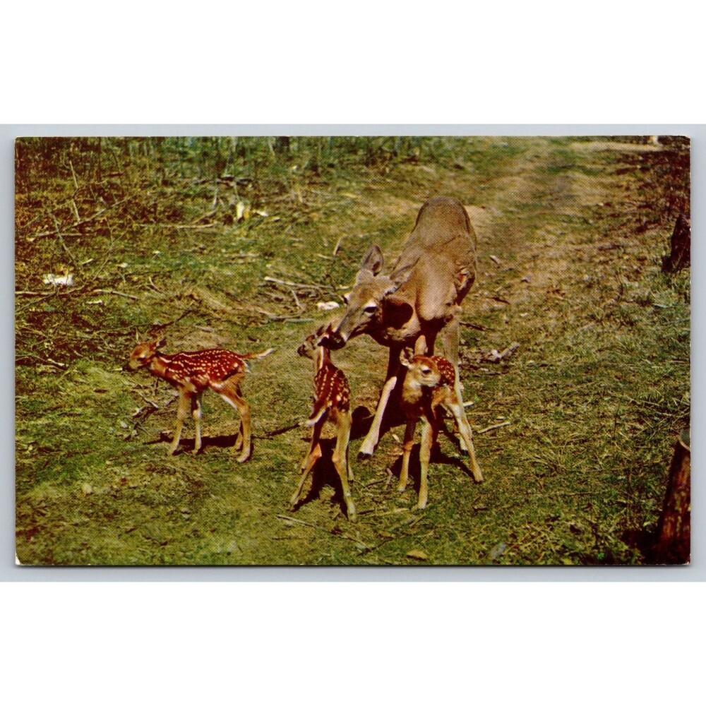 Postcard DEER Triplets Home Folks Fawns and Mama Unposted c1950s Vintage USA